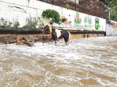 13 horses used for joyrides at Dadar Beach are 'left to die' by their handlers for over 12 hours in the sea every night