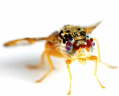 Fly hearing could help deaf humans
