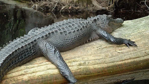 10 wild animals that live only in the US: From the American alligator to the Florida panther