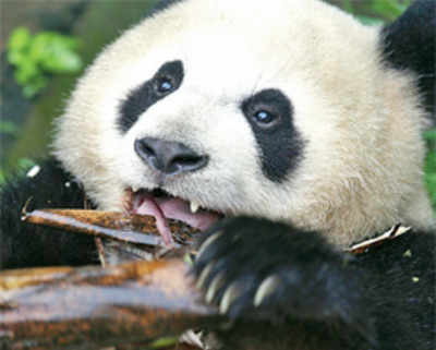 Panda love will benefit the planet
