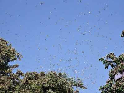 Locusts threat: Palghar collector warns farmers of locusts damaging crops, suggests spraying insecticides