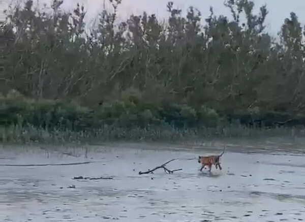 Bengal at epicentre of PM pollution, Sundarbans under threat: 25-year study
