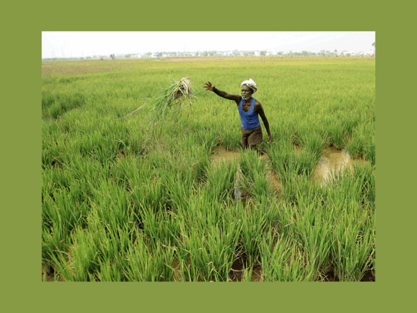 Groom wanted: Trader, peon…anyone but a farmer