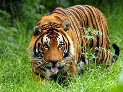Tiger mauls woman to death at Ranthambore park
