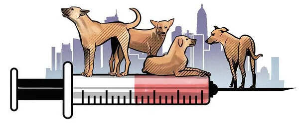Suspected rabid dog attacks 11 people in Satara’s Jakatwadi village
