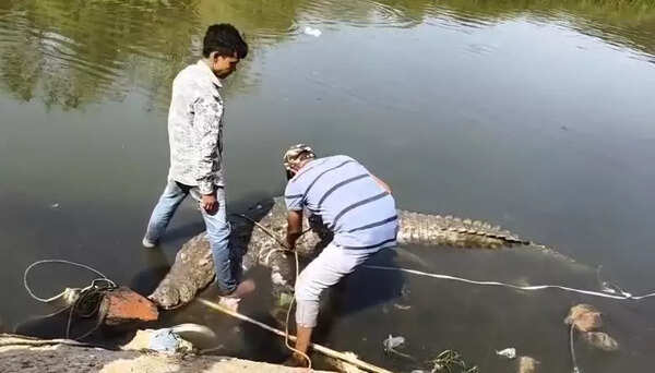 Third crocodile death in a month raises concern in Vishwamitri
