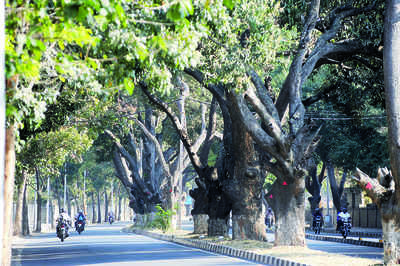 Bruhat Bengaluru Mahanagara Palike notice on tree felling runs foul of the law