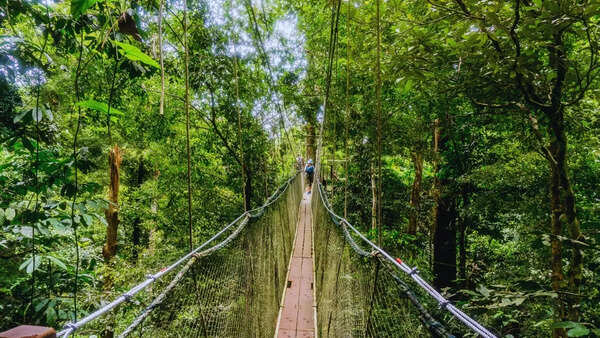 In this jungle, plants and flowers are carnivorous - can you take a guess?