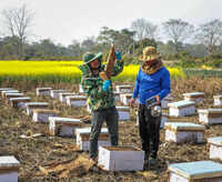 Baksa honey makes US debut, 20MT shipped