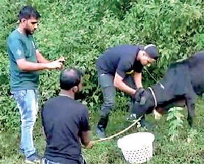 Karnataka: From ravaged villages, they ACT by rescuing animals