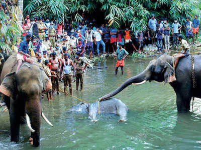 Forest Dept arrests rubber tapper, farm owners absconding