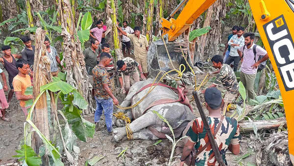 Three weeks, eleven rhinos, one epic rescue mission in north Bengal