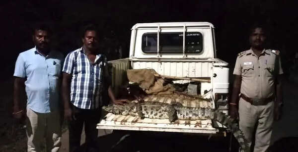 Elusive crocodile caught from pond near Mayiladuthurai