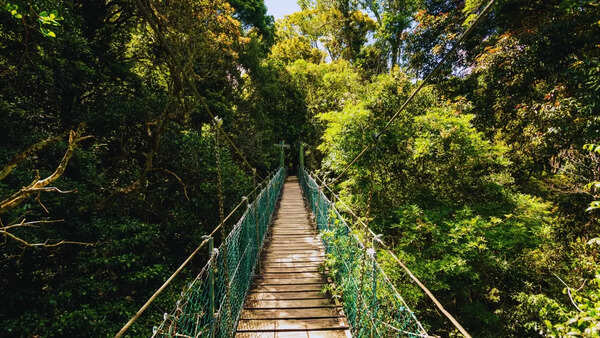10 oldest forests in the world and the countries they are in
