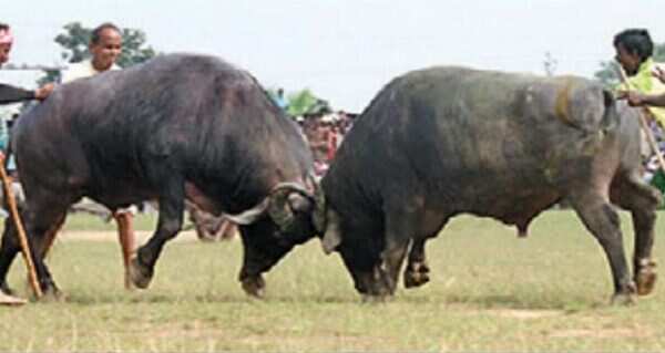 Despite ban, buffalo fight at Purulia a crowd-puller