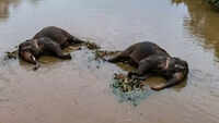 Chhattisgarh: Two elephants died of electrocution in Raigarh river, two held