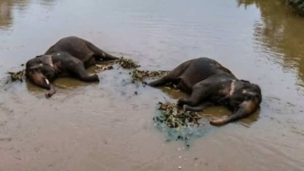 Chhattisgarh: Two elephants died of electrocution in Raigarh river, two held