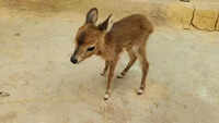 Barking deer wanders into village, mingles with goats