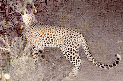 3 'leopard sightings' cause panic in Bengaluru