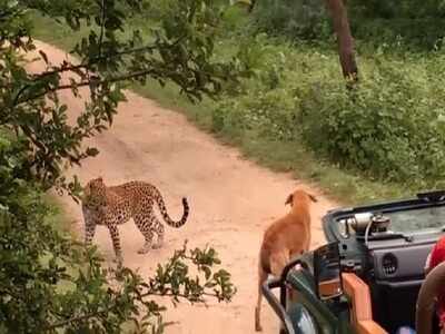 Stray dog scares away leopard in Rajasthan forest