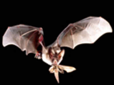 Granite mining in Kolar endangers special bats