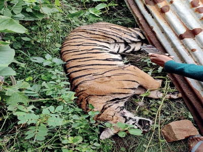 Karnataka: Tiger found dead near Bandipur, hit-and-run suspected