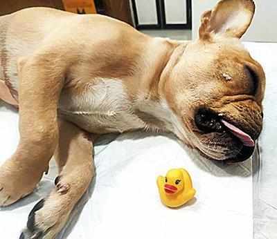Puppy gulps toy duckling, undergoes life-saving op in Mumbai