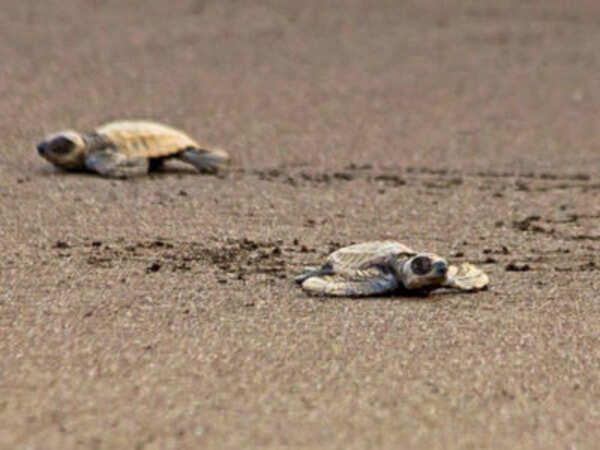 3000 Ridleys lay eggs on first day of nesting at Rushikulya