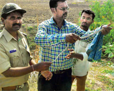 Villagers learn from snakebites riding on the litter ‘curse’