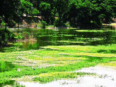 Polluted lakes, defective reports: NGT puts agencies under scanner