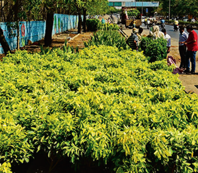 BBMP goes e-way: Check this app out, get saplings free