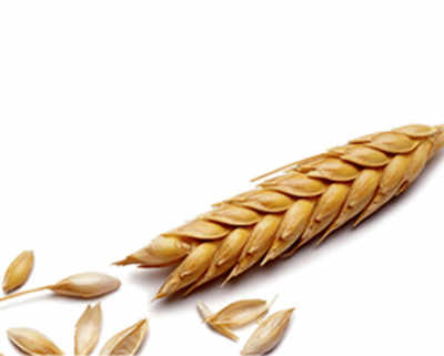 Scientists successfully unlock the genetic blueprint of wheat
