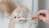 Three reasons why pet dental hygiene is important 