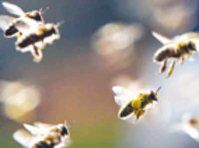 Bees add sting to the grief of members in a funeral procession