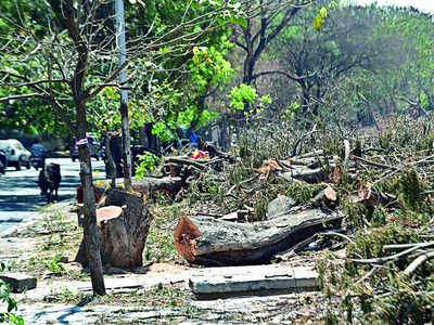 Felling trees? Don’t forget to consult public