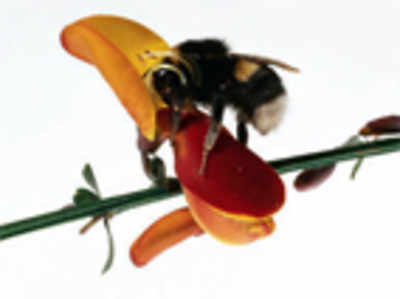 Bees prefer nectar containing pesticides