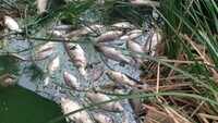 Hundreds of dead fish float in Bengaluru’s Kommaghatta lake 