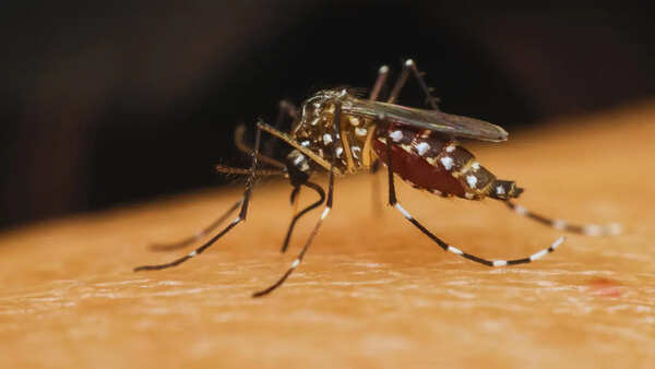 10 countries with the most mosquitoes, does India figure in the list, and things travellers should know