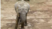 Chhattisgarh elephant calf dies after getting trapped between rocky, hilly terrain