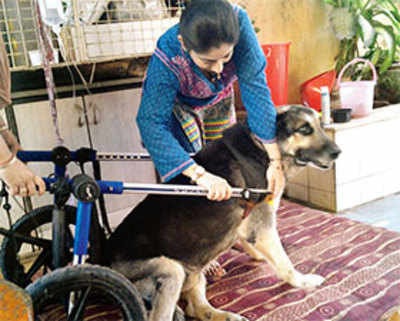 Chembur vet designs cheap ‘wheelchair’ for disabled pet dogs