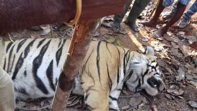 West Bengal: Post-mortem report reveals multiple fractures, spear injuries on Lalgarh's Royal Bengal tiger