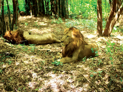 Story behind the photo: King of the jungle