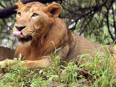 134 booked for illegal lion shows in 4 years