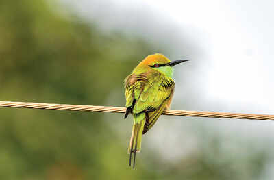 Story behind the photo: Fine feathers