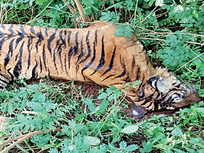 Three tigers die in 10 days near Nagarhole National Park