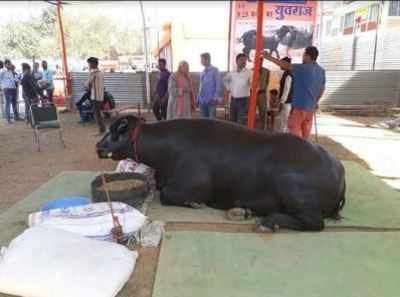 Yuvraj: This buffalo is worth Rs 9.25 crore
