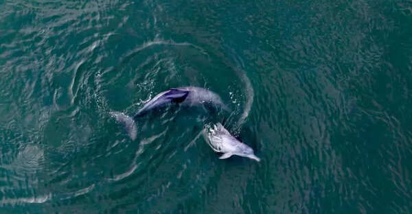 Bonding in Ashtamudi: Researchers probe unique dolphin-fisher partnership