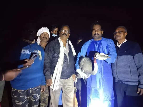 In a first, BNHS tags Sarus crane in Gondia district