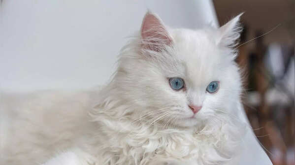 Persian cat
