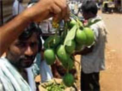 Rare mango species suffer as government fouls up felling